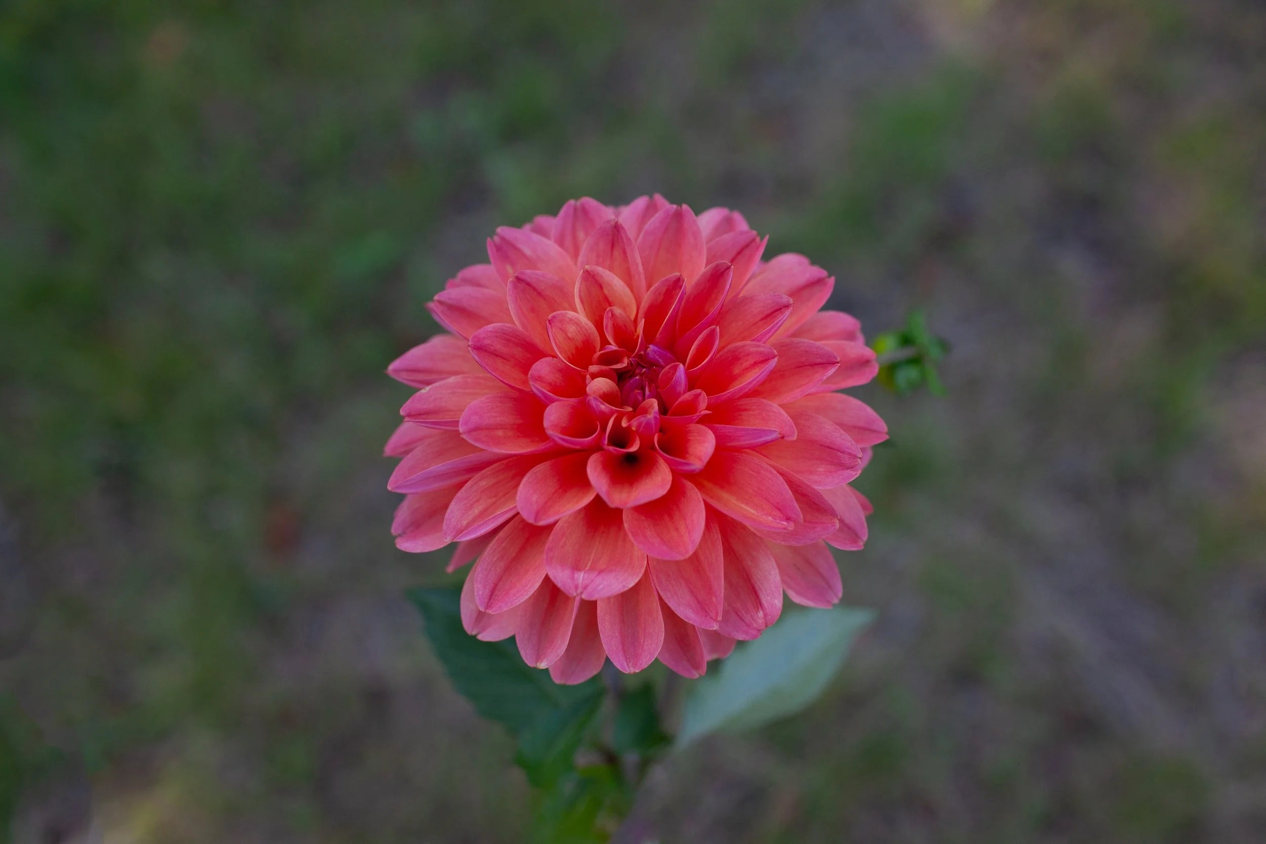 Coseytown Bounty dahlia