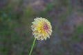 Coseytown Gale dahlia