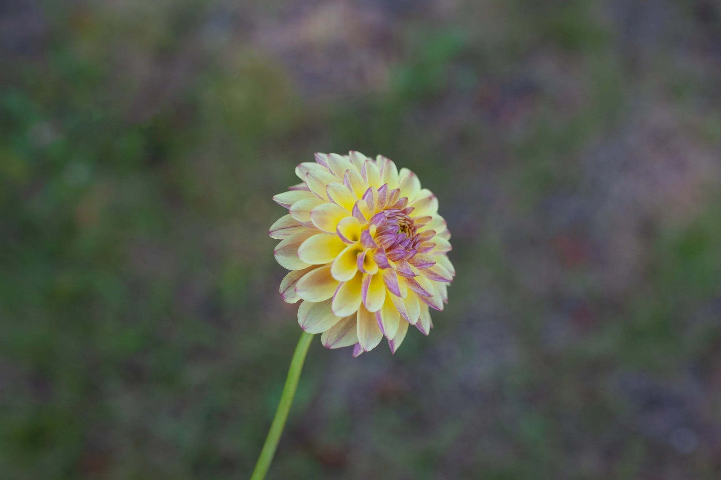 Coseytown Gale dahlia