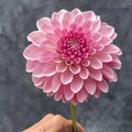 KA's Rose Quartz dahlia