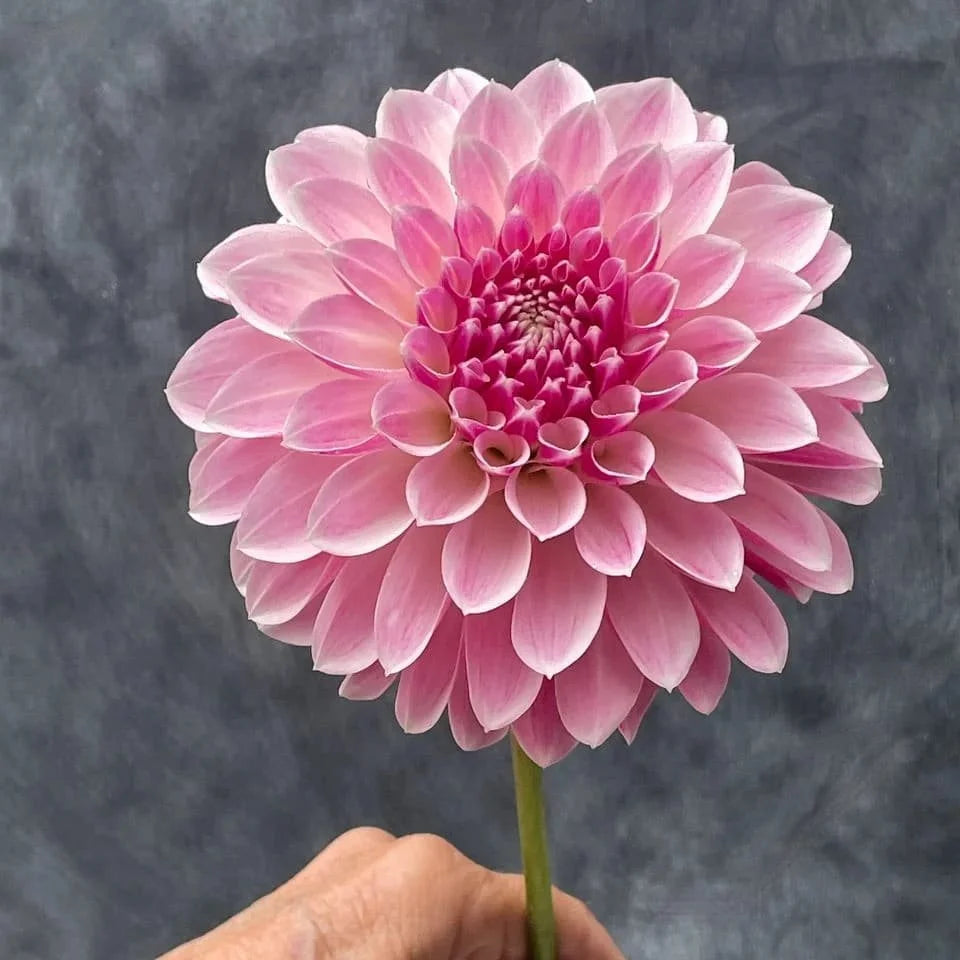 KA's Rose Quartz dahlia