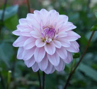 RM Sugar Plum Fairy dahlia