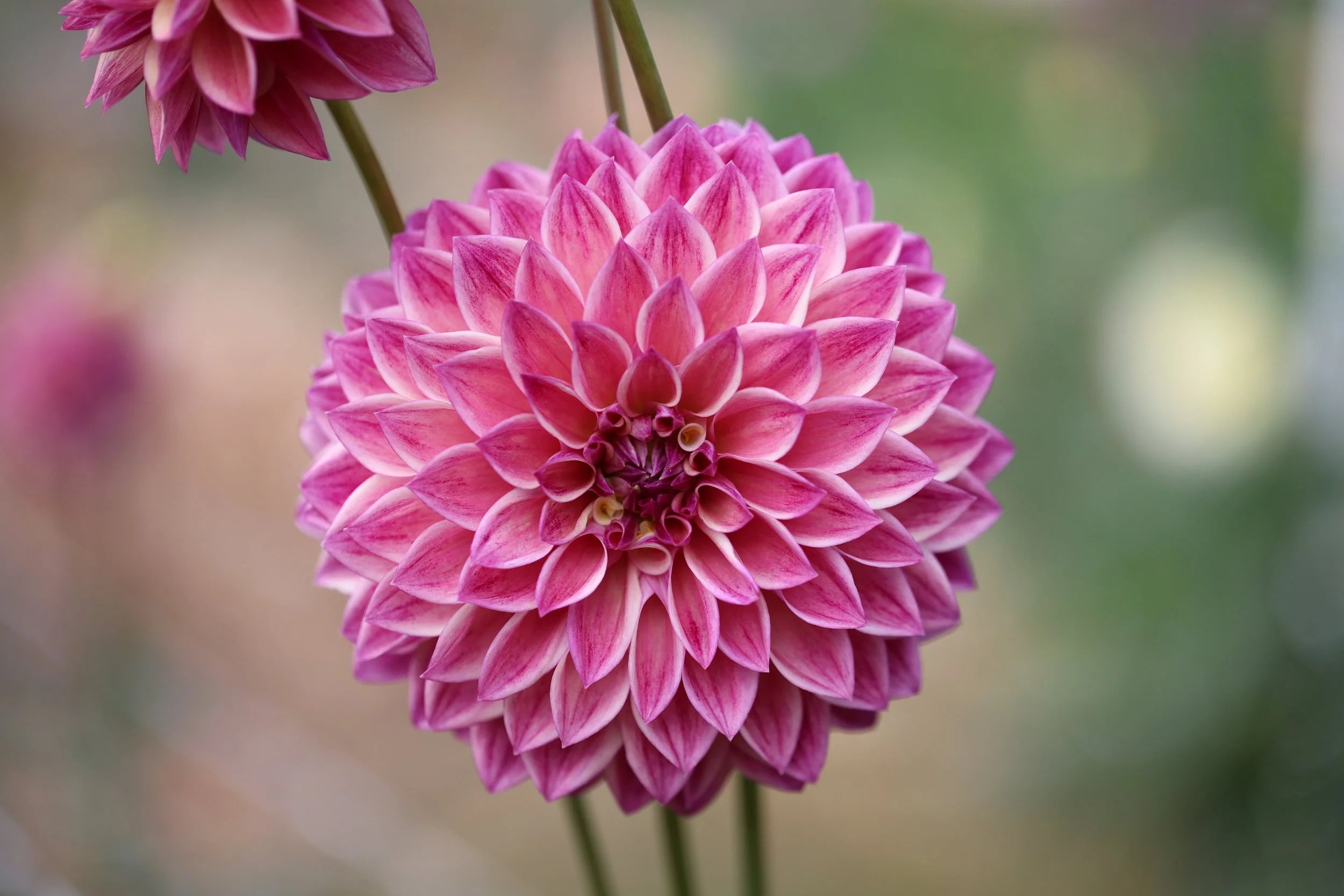 Dusty Beauty dahlia