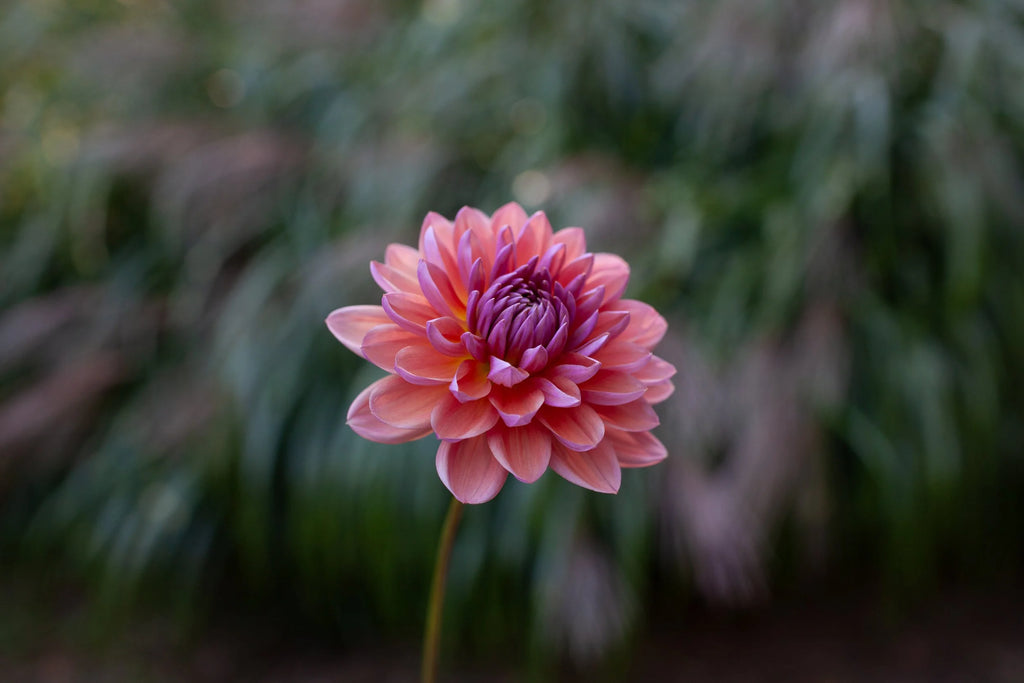 Dutch Pearl dahlia, image 2