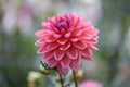 Dutch Pearl dahlia