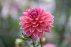 Dutch Pearl dahlia