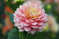 Fairytale dahlia