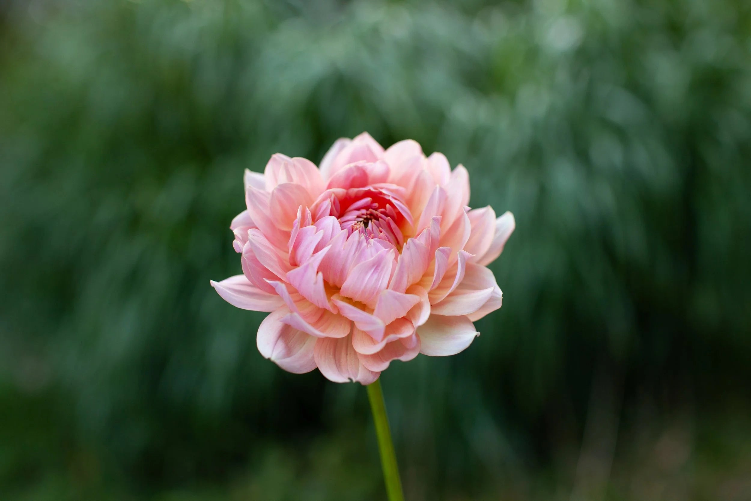 Fawn dahlia, image 2