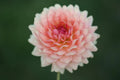 Fawn dahlia