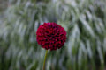 Ferncliff Ebony dahlia