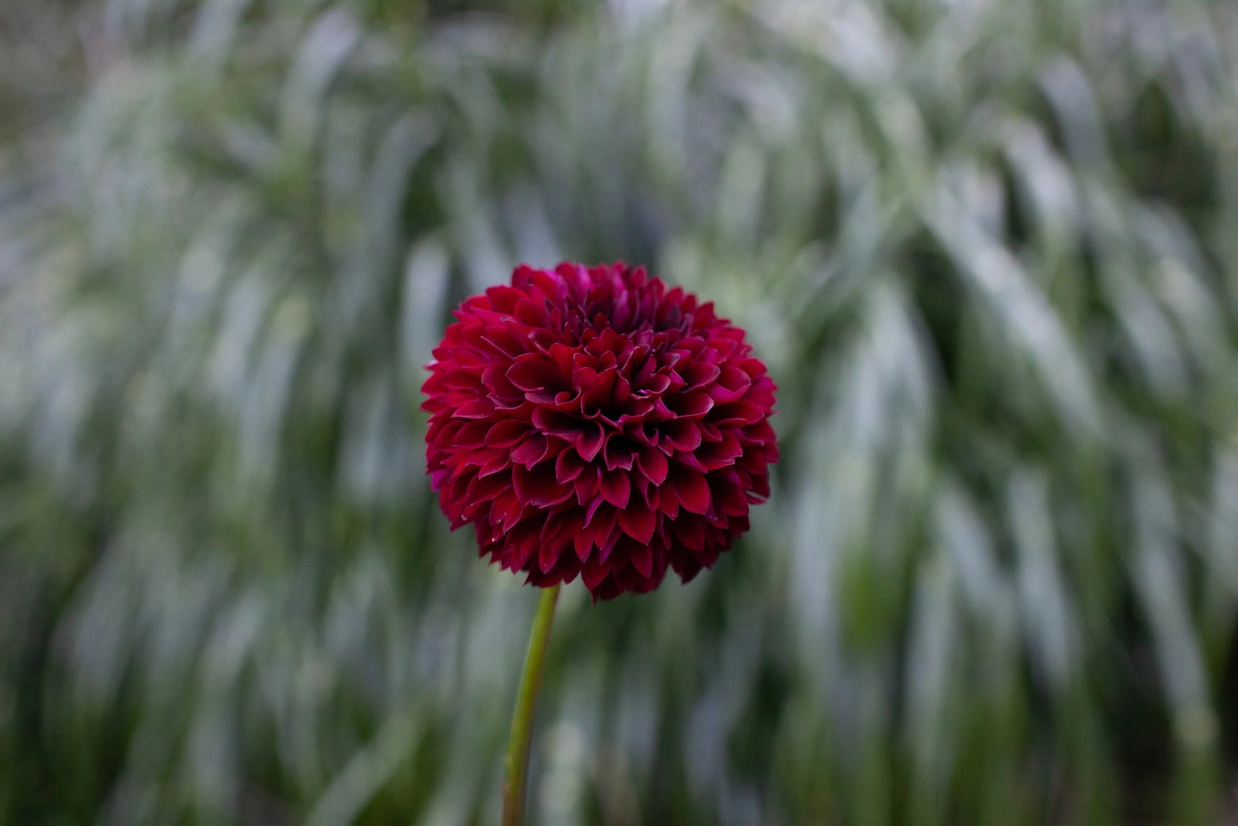 Ferncliff Ebony dahlia
