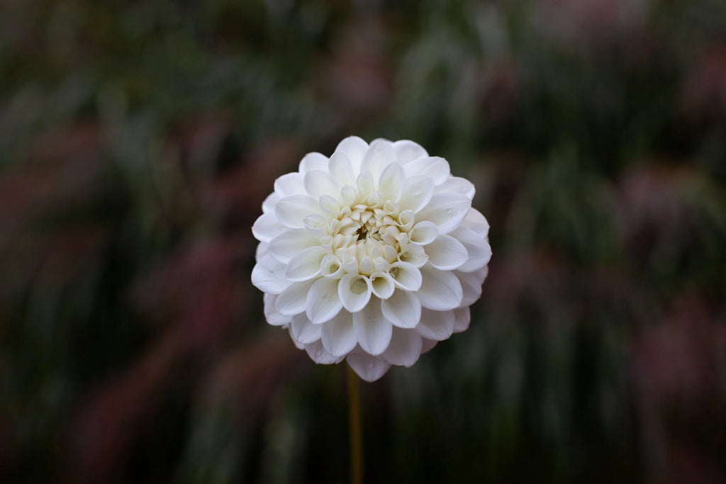 Ferncliff Pearl dahlia