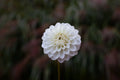 Ferncliff Pearl dahlia