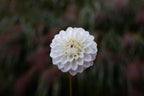 Ferncliff Pearl dahlia