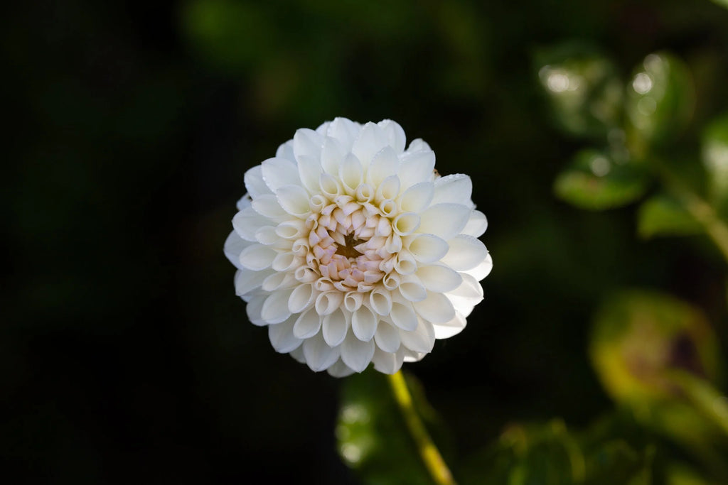 Ferncliff Pearl dahlia, image 2