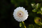 Ferncliff Pearl dahlia, image 2
