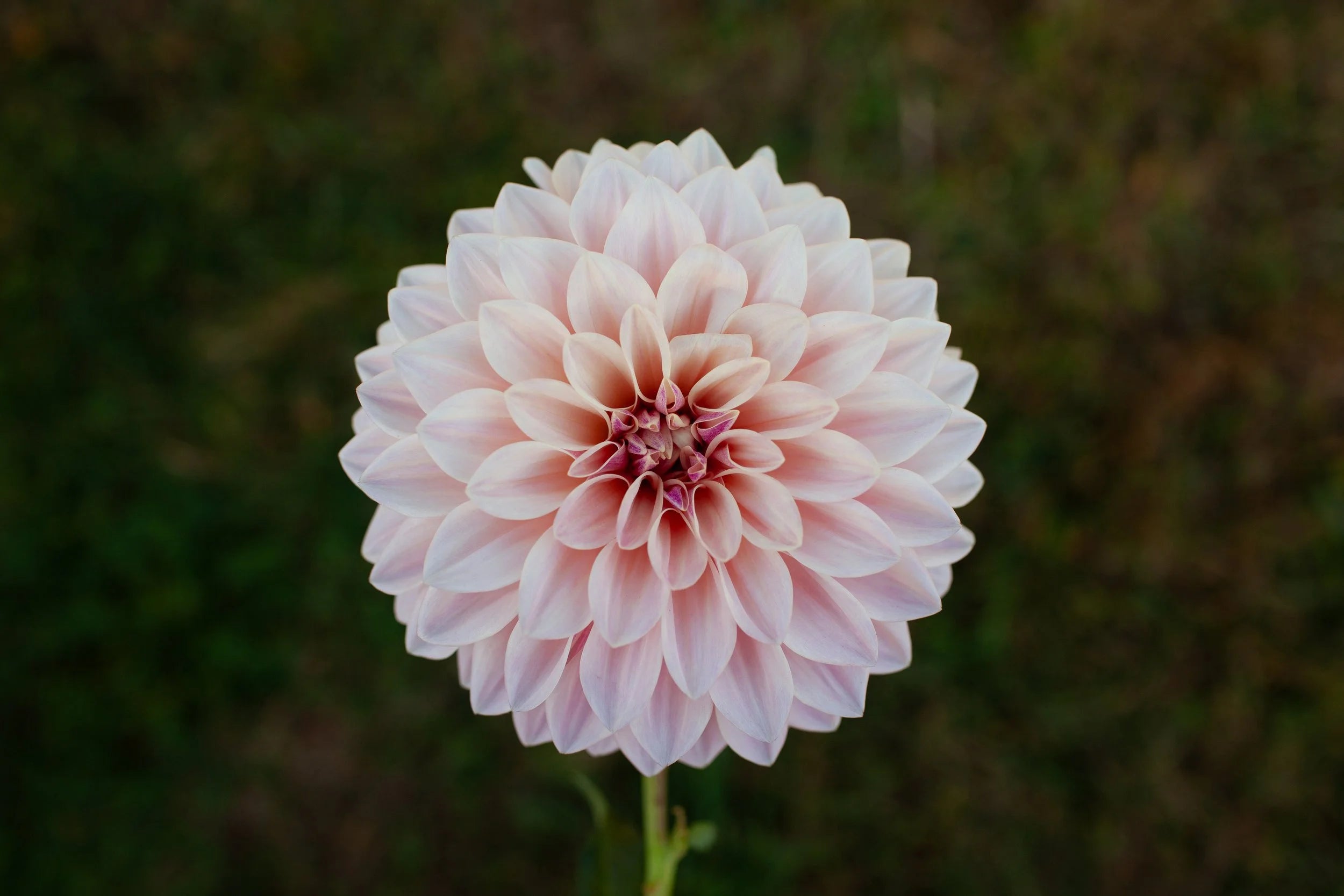 Florelie Antique dahlia