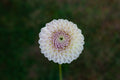 Formby Pearl dahlia