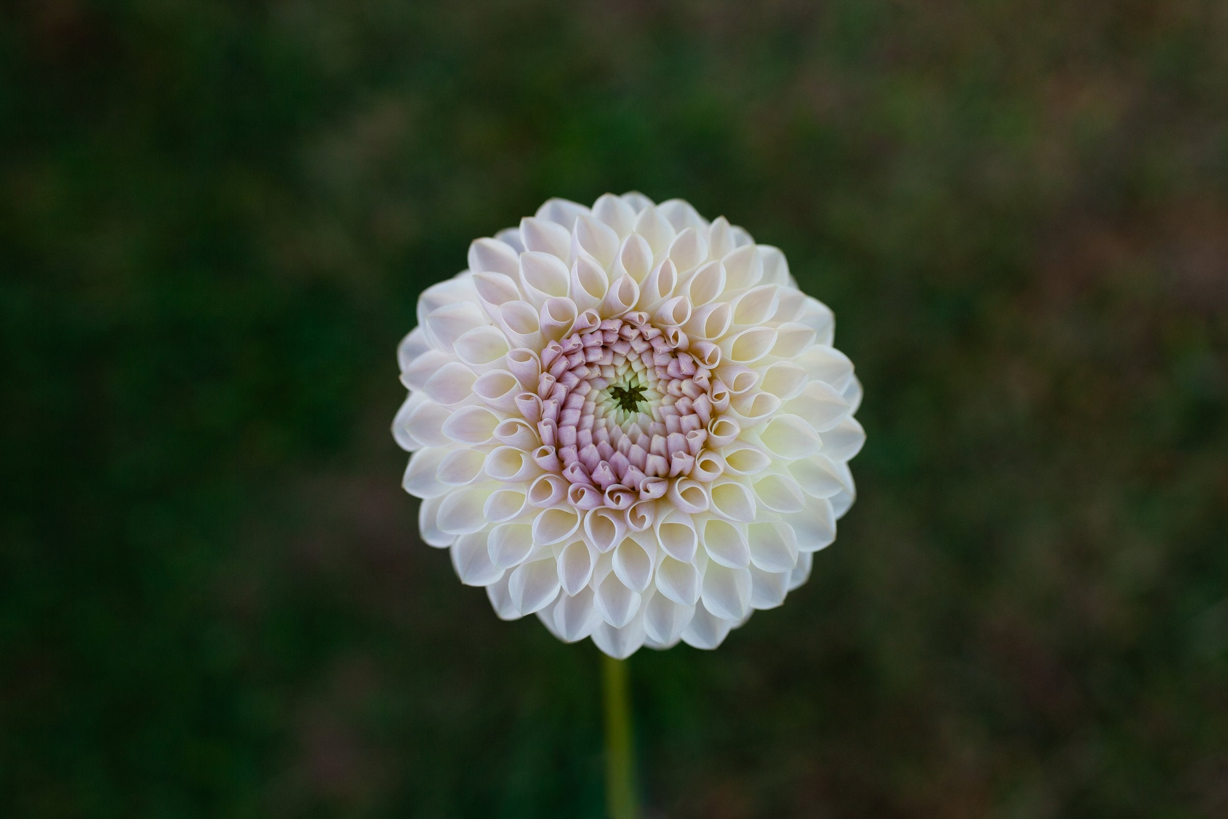 Formby Pearl dahlia