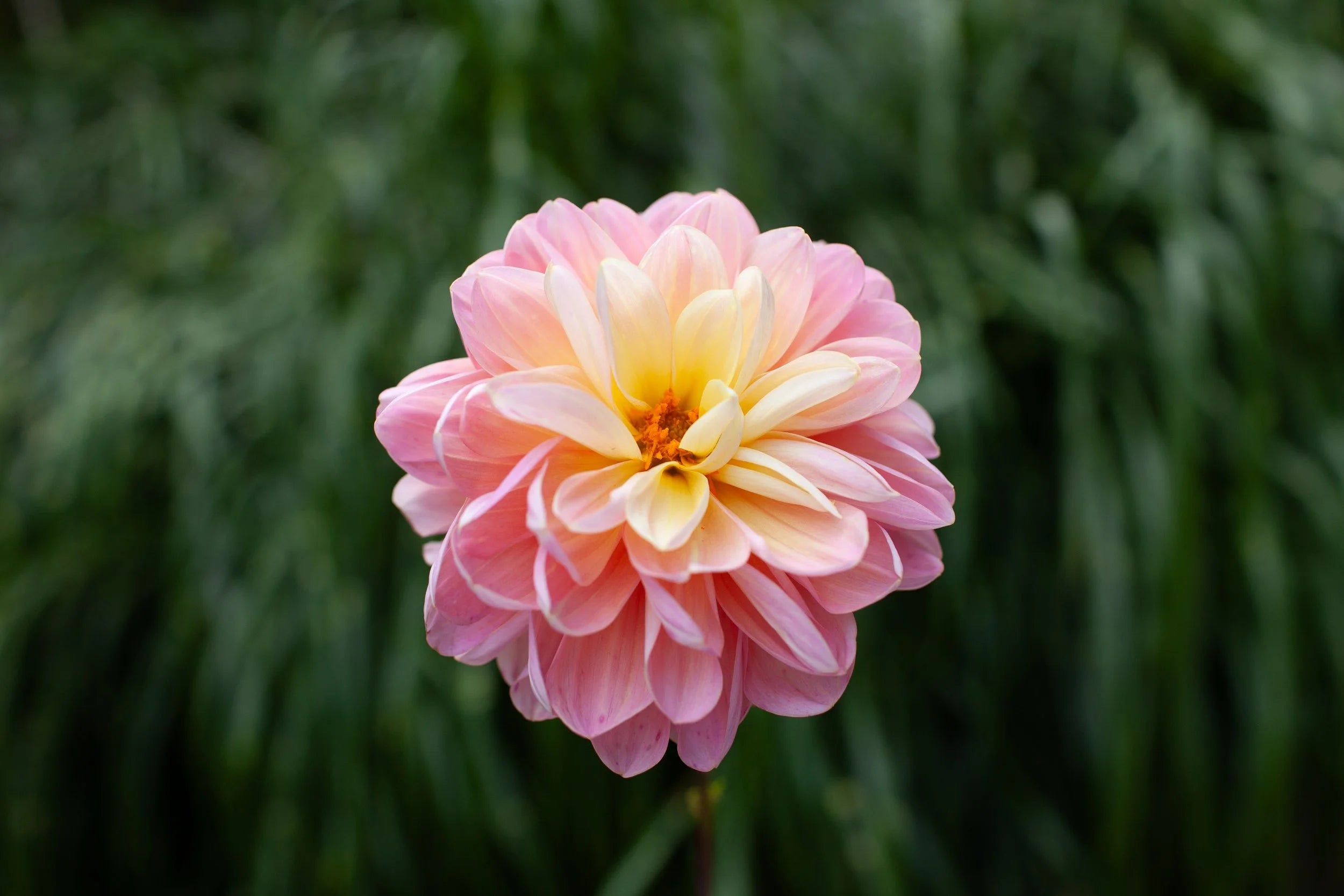 Gabbie's Wish dahlia