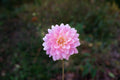 Gerrie Hoek dahlia