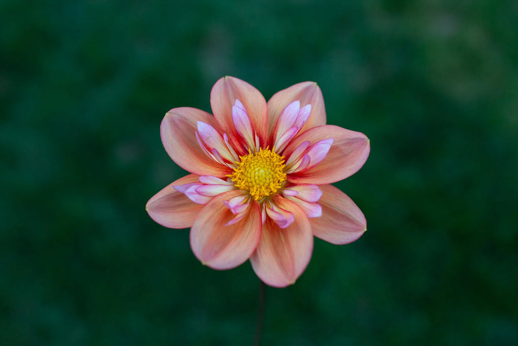 Giggles dahlia
