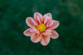 Giggles dahlia