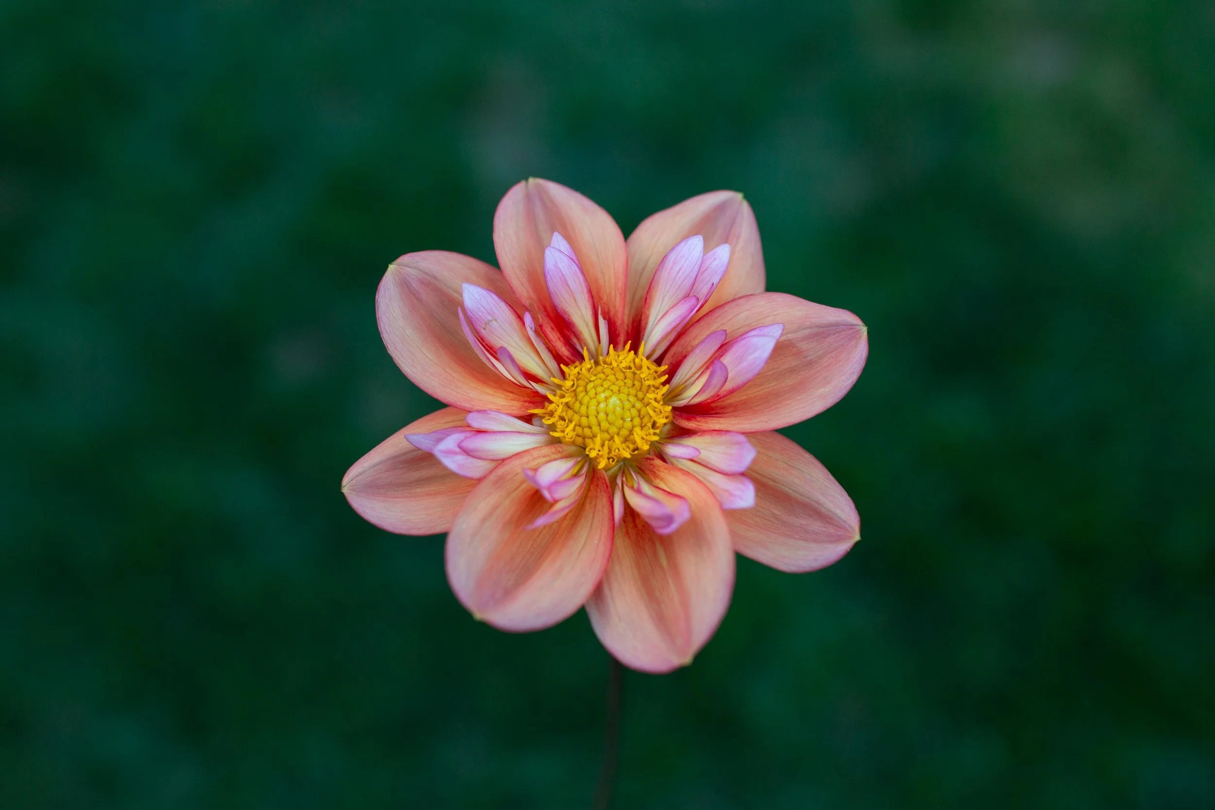 Giggles dahlia