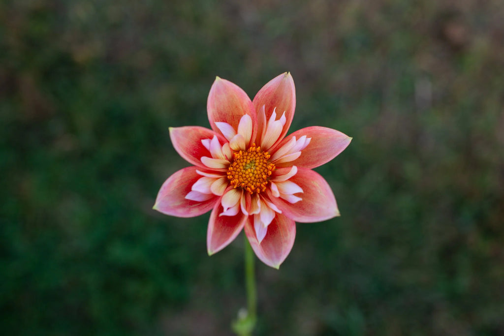 Giggles dahlia, image 2