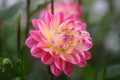 Hapet Elite dahlia