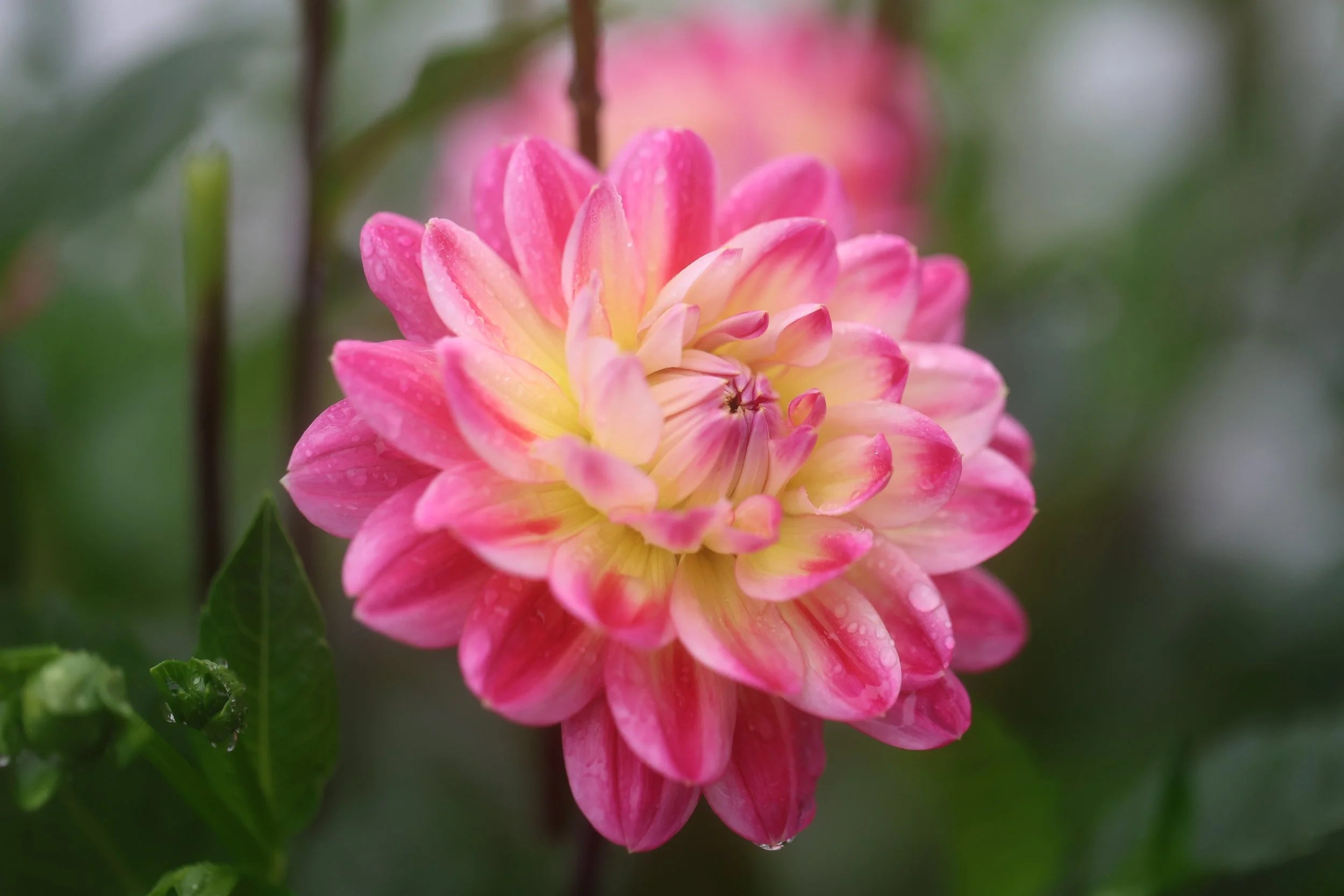 Hapet Elite dahlia