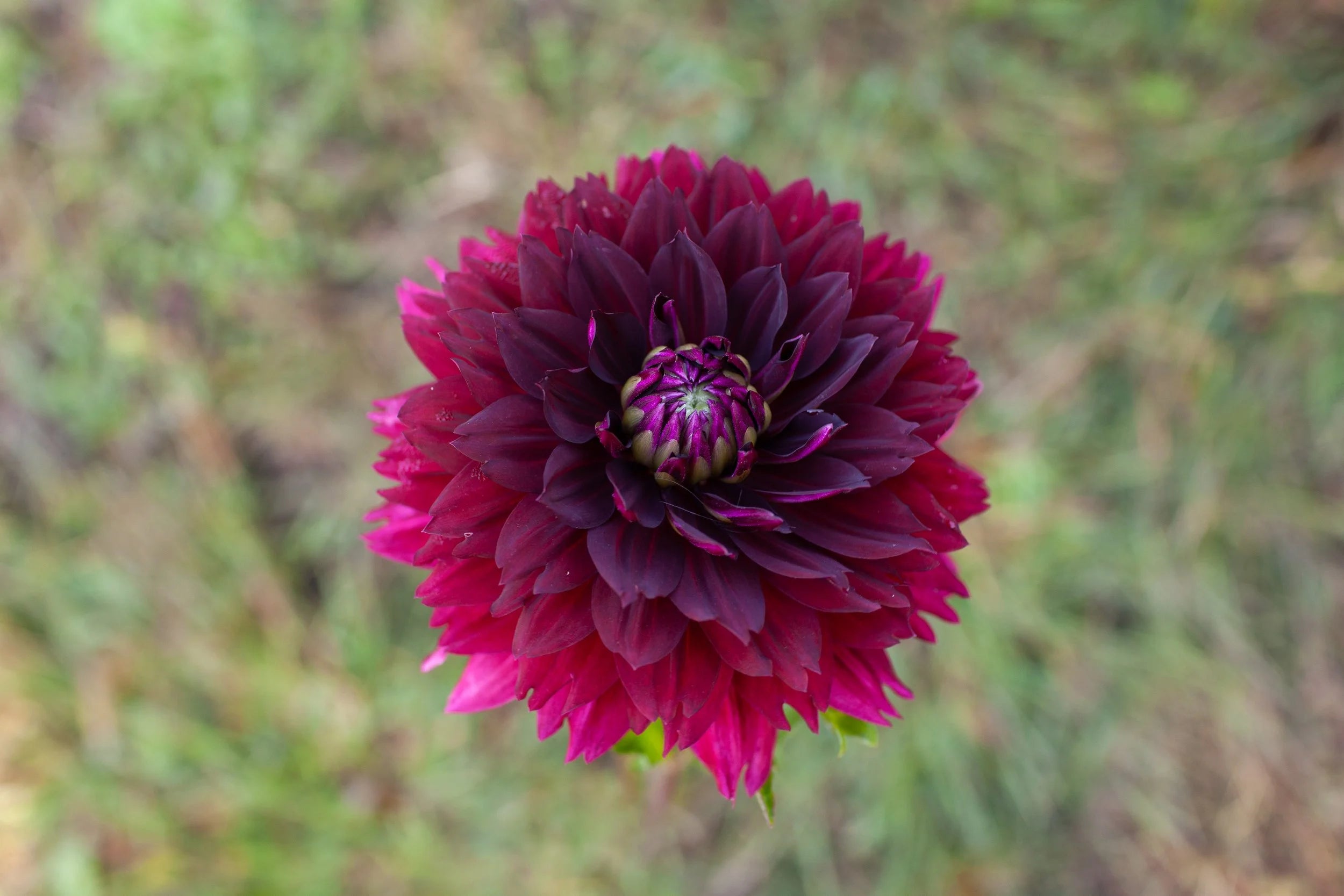 Hollyhill Black Widow dahlia, image 2
