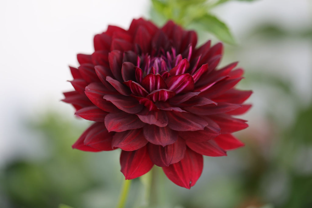Hollyhill Black Widow dahlia