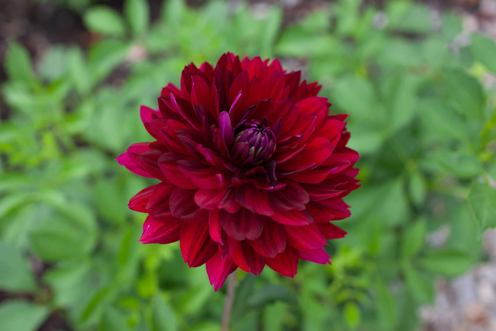 Hollyhill Black Widow dahlia, image 3