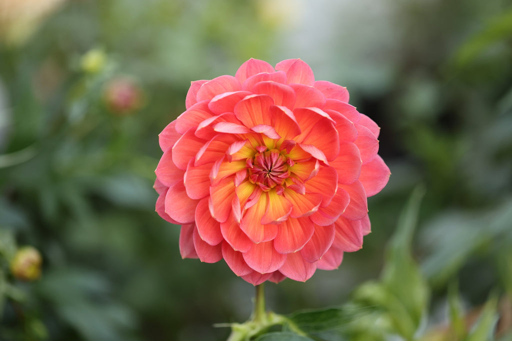 Hollyhill Daydream dahlia, image 2