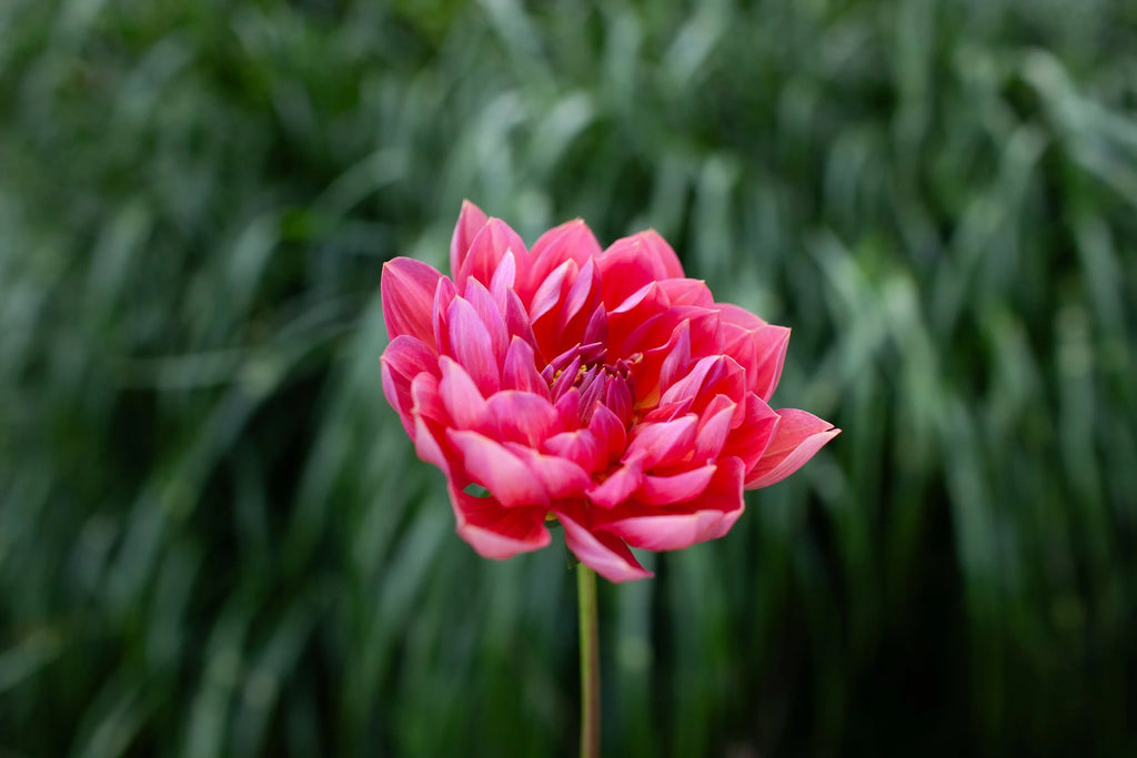 Hollyhill Daydream dahlia