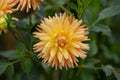 Hollyhill Jitterbug dahlia