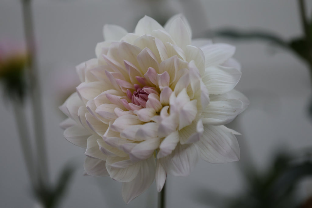 Hollyhill Lilibet dahlia