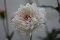 Hollyhill Lilibet dahlia