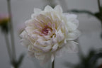 Hollyhill Lilibet dahlia