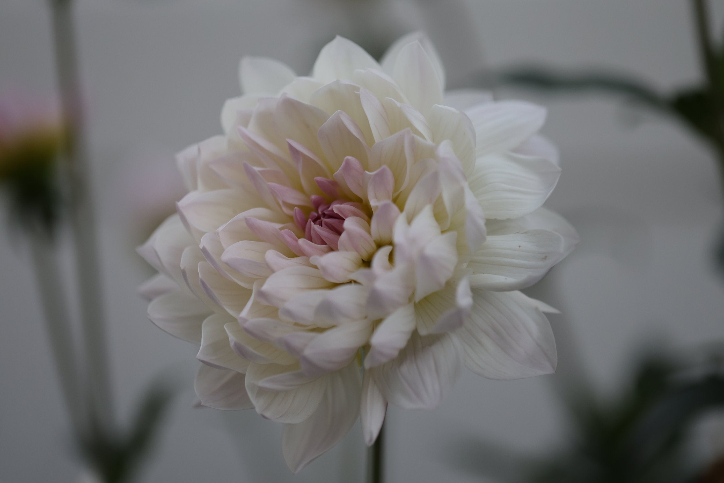 Hollyhill Lilibet dahlia