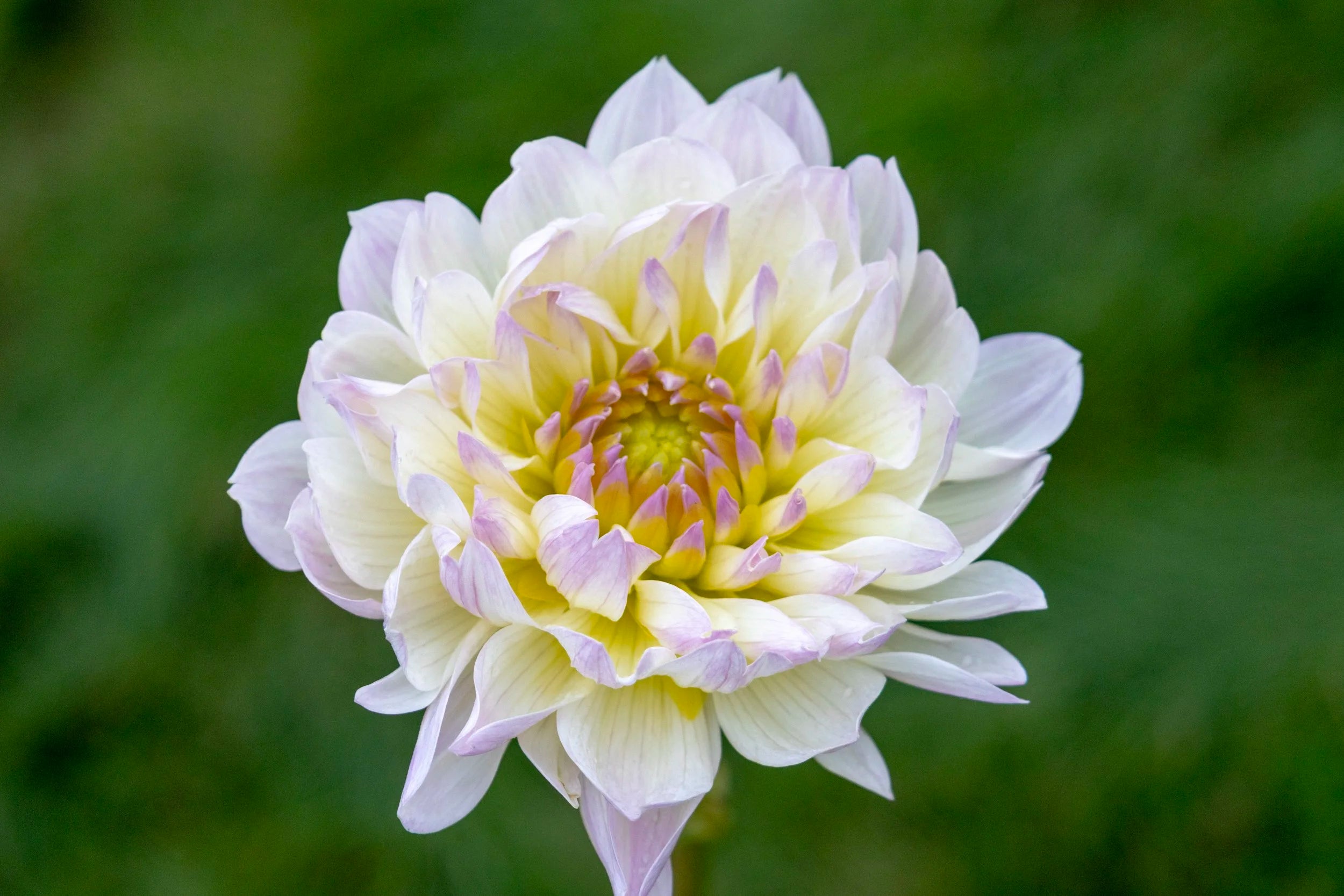 Hollyhill Lilibet dahlia, image 2