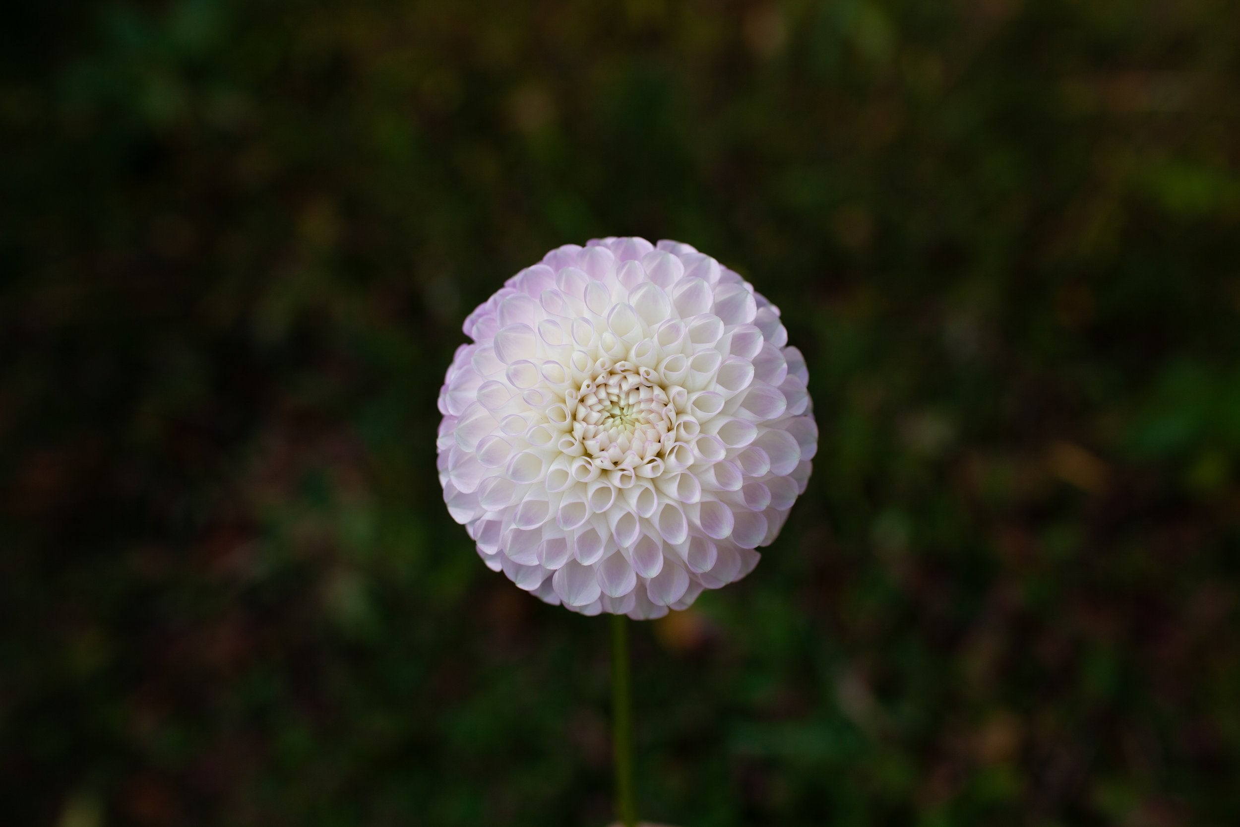 Hollyhill Miss White dahlia