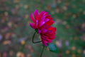 Hollyhill Pandora dahlia