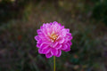 Hollyhill Pink Martini dahlia
