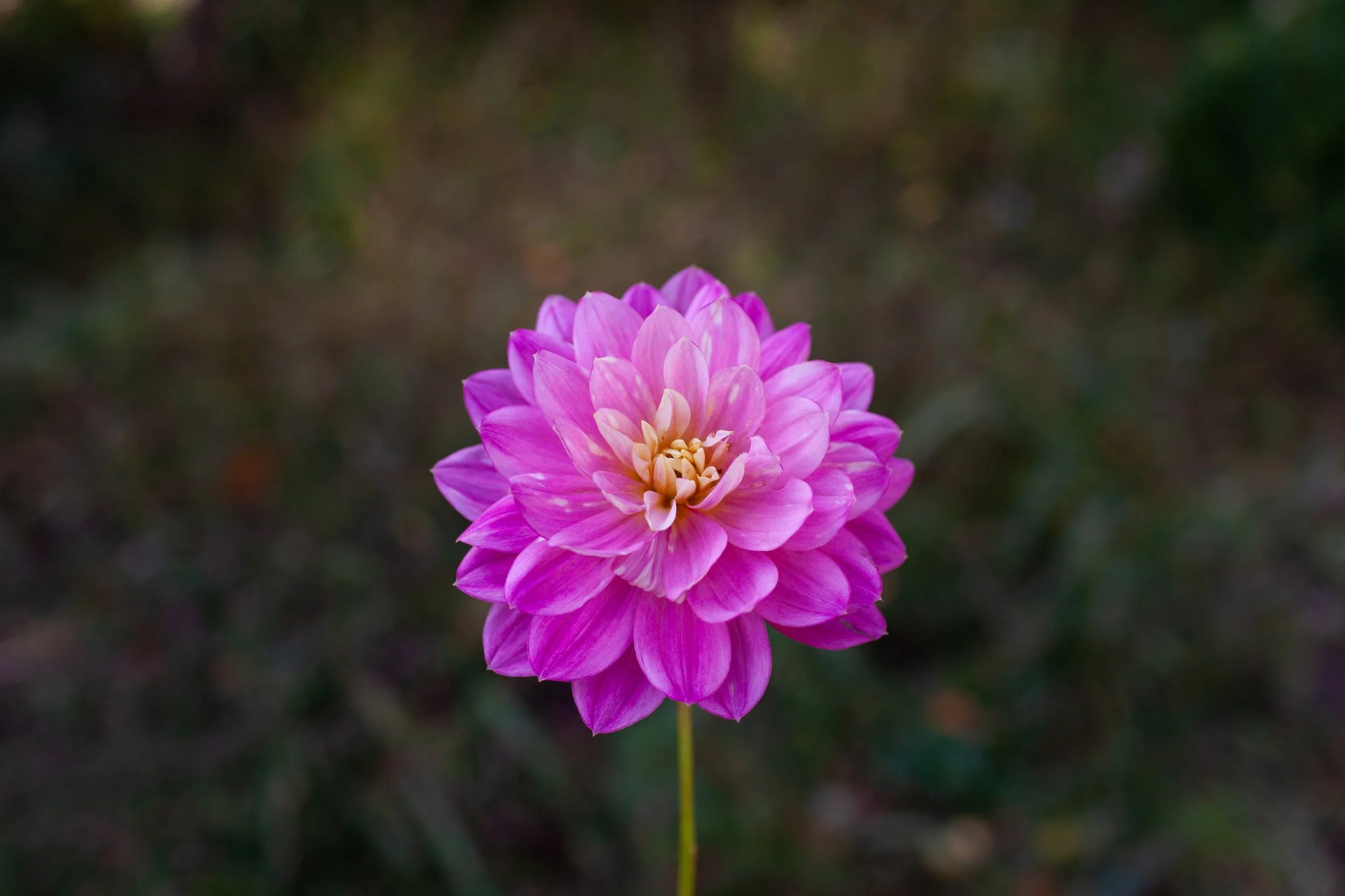 Hollyhill Pink Martini dahlia