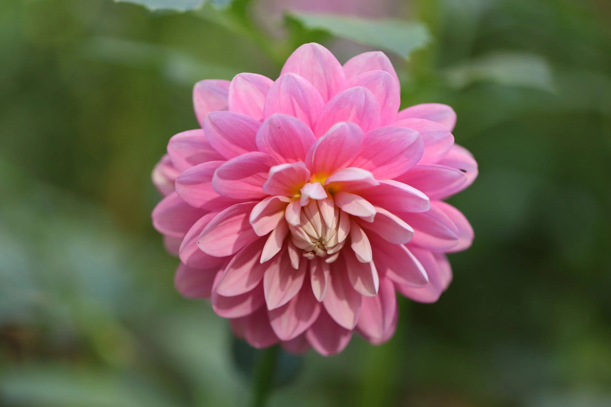 Hollyhill Pink Parfait dahlia