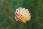 Hollyhill Serenity dahlia