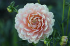 Hollyhill Serenity dahlia, image 2