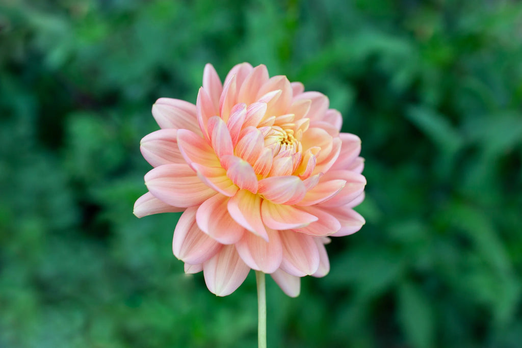 Hollyhill Serenity dahlia, image 3